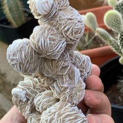 Large Over 1 Pound Desert Rose Gypsum 