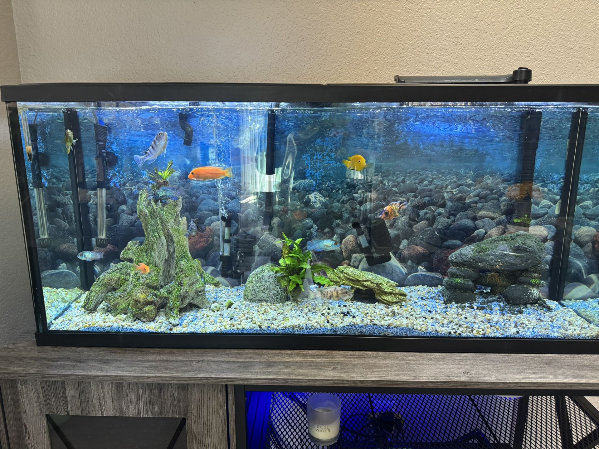 I'm selling my aquarium, I live in Bothell
