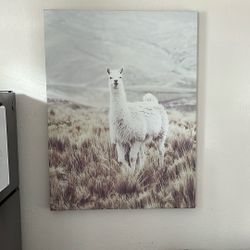 Llama Canvas Pictures