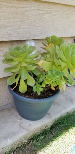 Aeonium natural plant