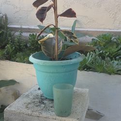 Croton Rubber Plant $15