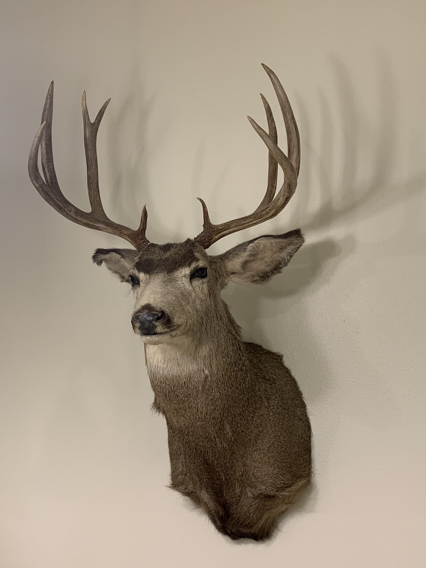 Shoulder Mount