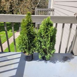 2 Plants For $20