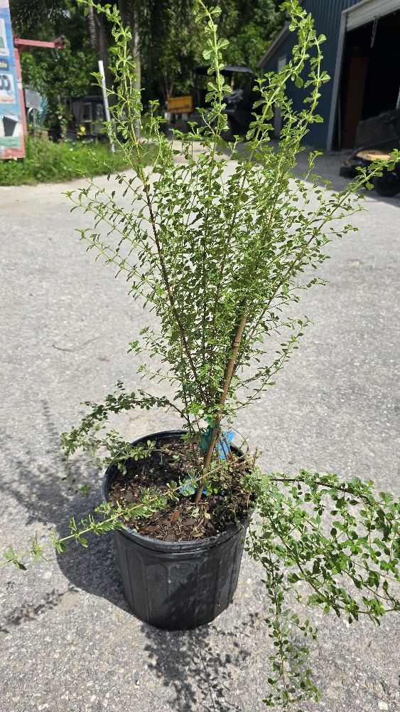 Dominican oregano Plant 🪴 3gal plantas de oregano Dominicano