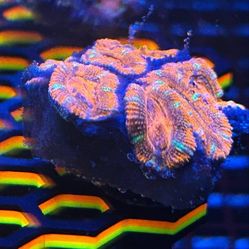 Acan Frags