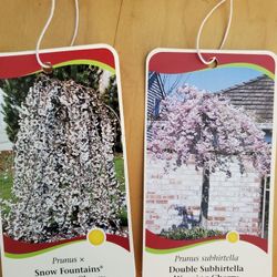 Cherry Blossom Trees