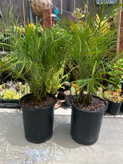Pygmy Date Palms