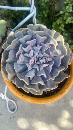 Planta natural