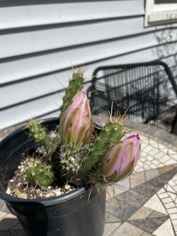 Cactus