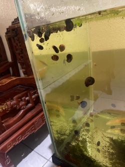100 ram horn snails in bulk