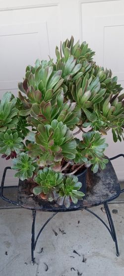 suculentas 