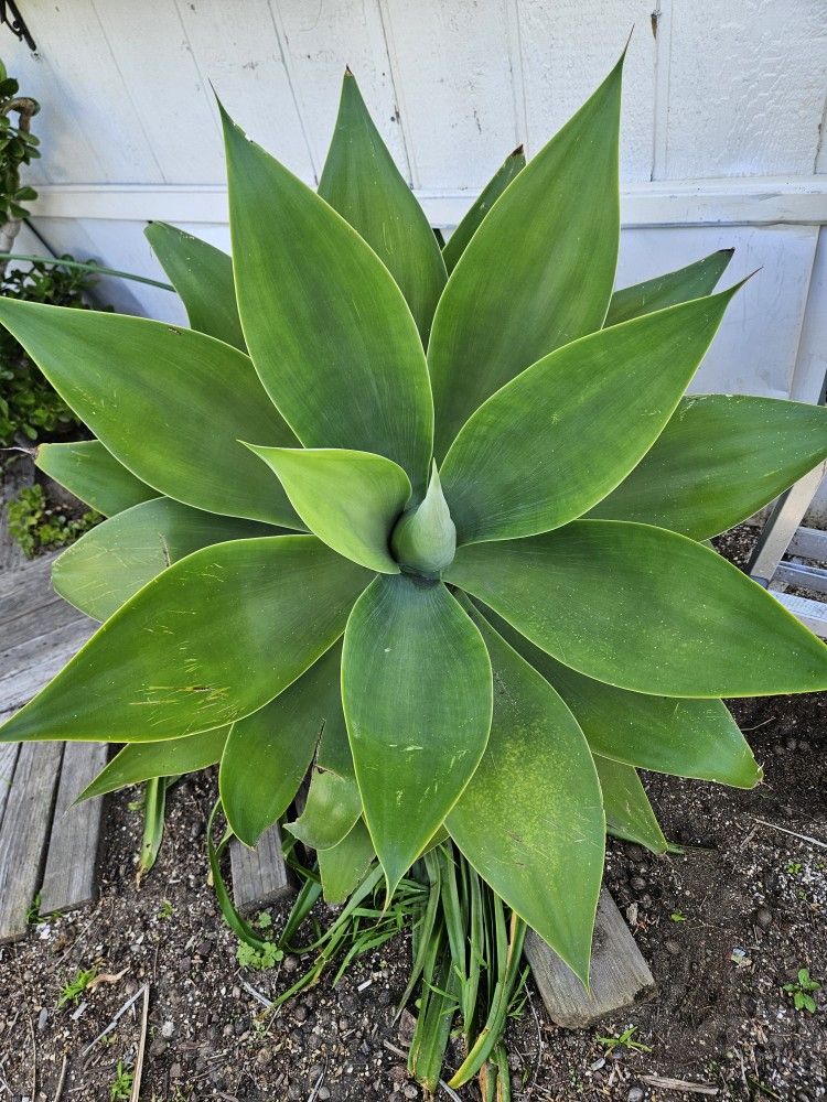 Large Foxtail Agave Plant - Potted