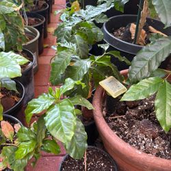 Coffee Plant 