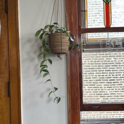 Princess Hoya Crimson Live Plant With Pot 