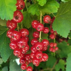 Redcurrant Plants 