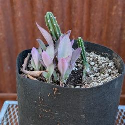 Harrisia Cactus & Purple Heart Plant 