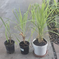 Lemon Grass Plant $5 Small $10 Big One 
