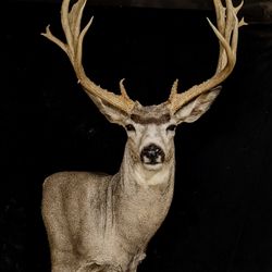 Mule Deer 