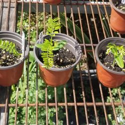 Royal Poinciana Seedlings,  Live,  5 Available 
