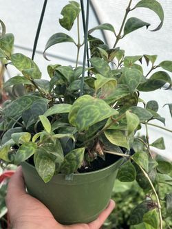 Black Pagoda Lipstick Plant ~ houseplant (pet safe) 6”