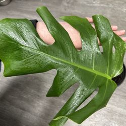 Monstera Albo Cutting