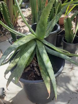 Large Aloe Vera