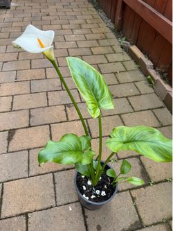 Calla Lilly white