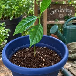 Healthy young jackfruit plant