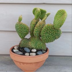 Crazy Bunny Ears Cactus Pot 🌵 
