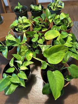 Glorious Pothos Plants