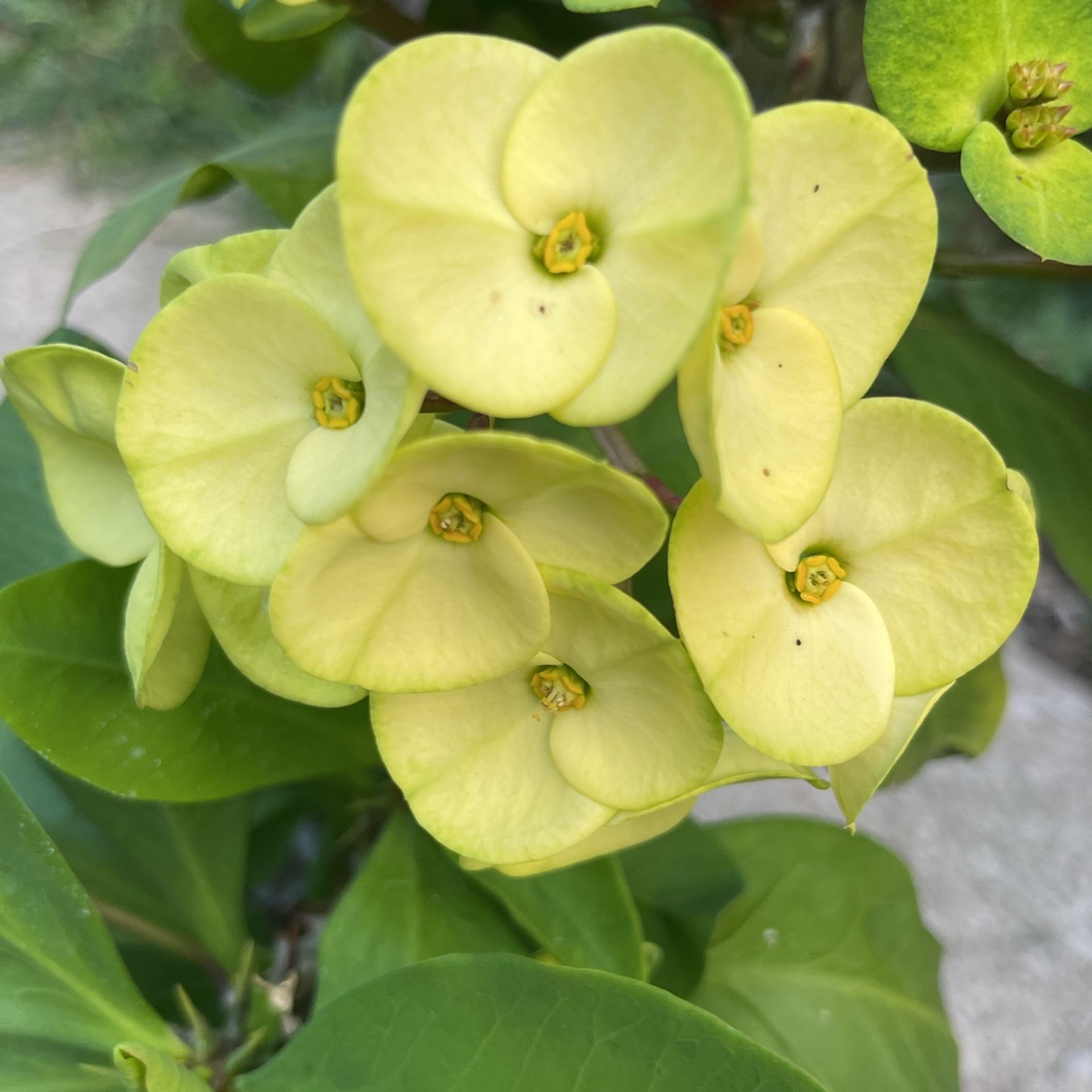 Corona De Cristo Flor Grande Amarilla