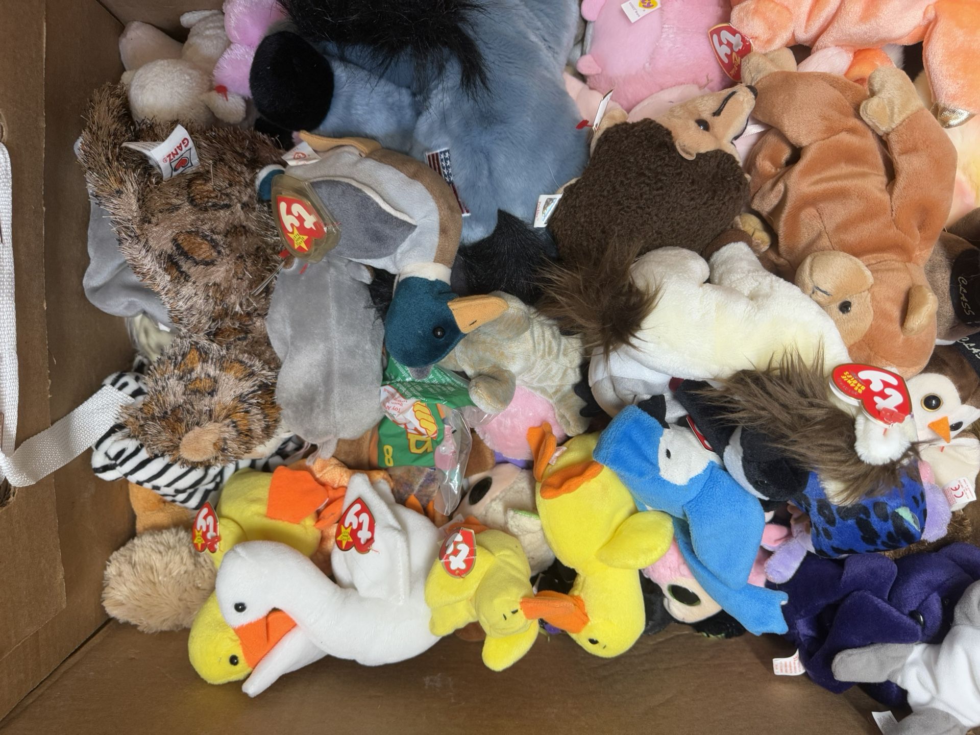 Beanie Babies For Days!!