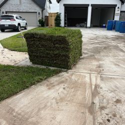 St. Agustin Grass