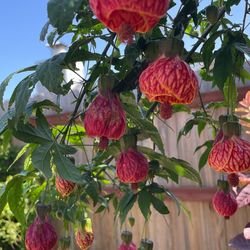Lantern Flower Plant 
