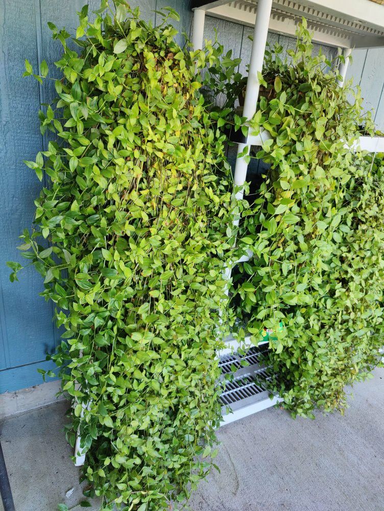 Indoor/Outdoor Plants