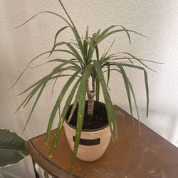 Plant For Room $6
