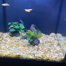 Fluval 2.7 Gallon 