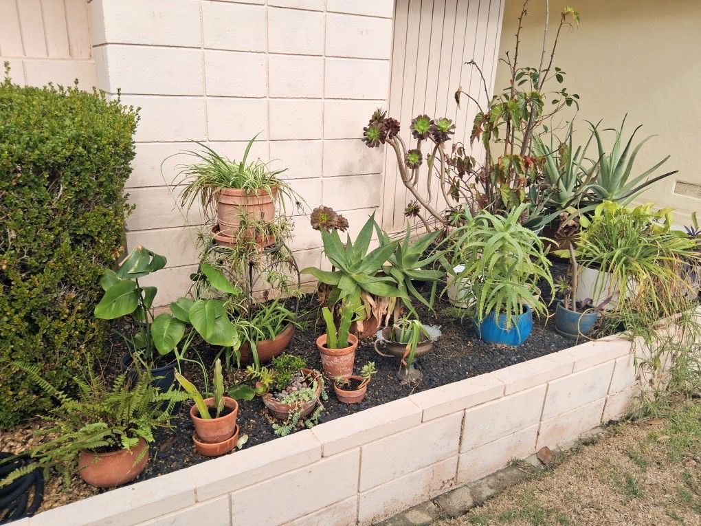 Outdoor Potted Plants Sale