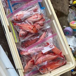 Menpachi For Pick Up 