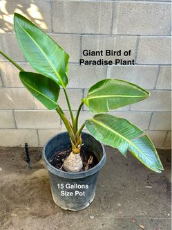 Giant White bird of Paradise Tropical Evergreen Shrub (See Descr as Price for each)