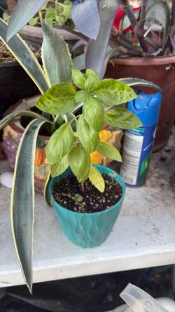 Albahaca