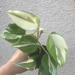 Beautiful Philodendron Rio Sport Plant