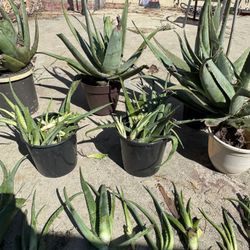 ⚠️ Free If u Can Help my Young Son! Aloe Vera Desert Plant 1-2 Pots For Each Account
