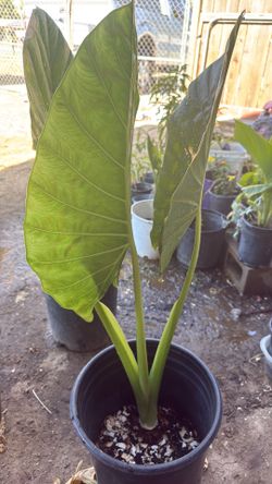 Planta de elefante