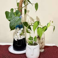 Sweetheart and Brasil Philodendron