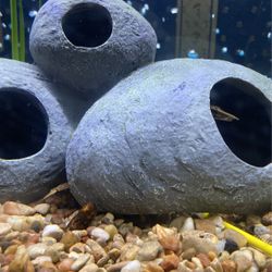 29 Gallon Fish Tank Set Up