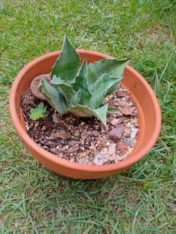Cold Hardy Agave Plants (read Description Below)