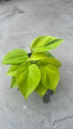 Neon Lime Philodendron