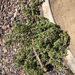 LARGE SUCCULENT CLIPPING 