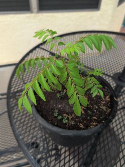 Curry leaf plant